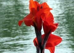 美人蕉的養(yǎng)殖，美人蕉的繁殖方法