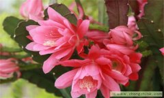 怎樣使令箭荷花開花多？