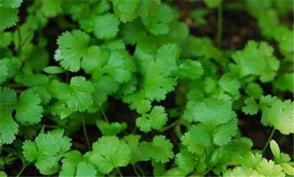 香菜常見病害有哪些,如何防治