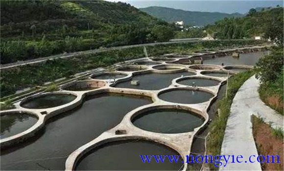 如何在池塘飼養(yǎng)羅非魚，羅非魚飼養(yǎng)方法