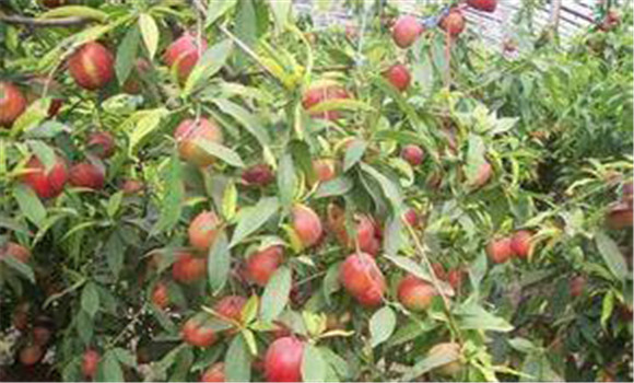 大棚種植桃樹怎么管理？