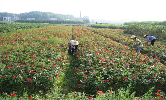 月季花的扦插，月季花的冬季扦插技術(shù)
