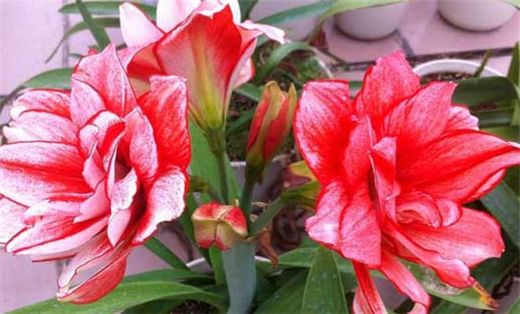 盆栽朱頂紅怎么養(yǎng)？