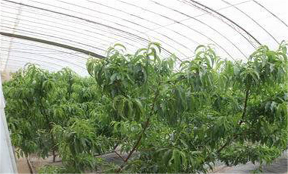 桃樹采收后應該如何管理？