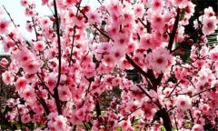 梅花扦插技術(shù)，梅花扦插繁殖方法