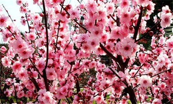 梅花扦插技術(shù)，梅花扦插繁殖方法