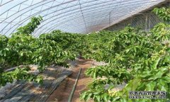 櫻桃病蟲害有哪些 櫻桃病蟲害防治技術