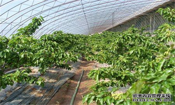 櫻桃病蟲(chóng)害防治技術(shù)<