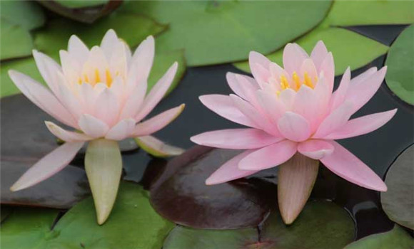 睡蓮種子怎么種？