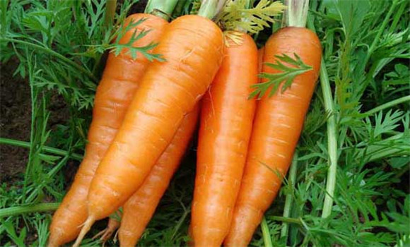 常見(jiàn)的堿性蔬菜有哪些？