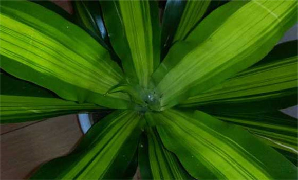 盆栽富貴竹怎么養(yǎng)？