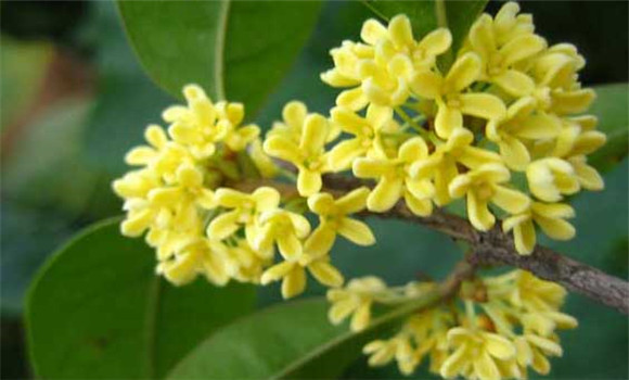 四季桂什么時候開花？