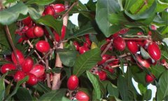 神秘果是什么植物，如何才能栽培好