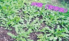 薺菜的功效是什么?薺菜的功效與作用