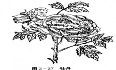 牡丹花的種植方法，如何種植牡丹花