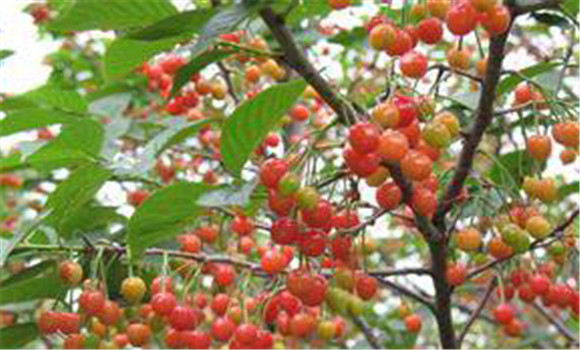 大櫻桃栽培誤區(qū)及改進(jìn)措施