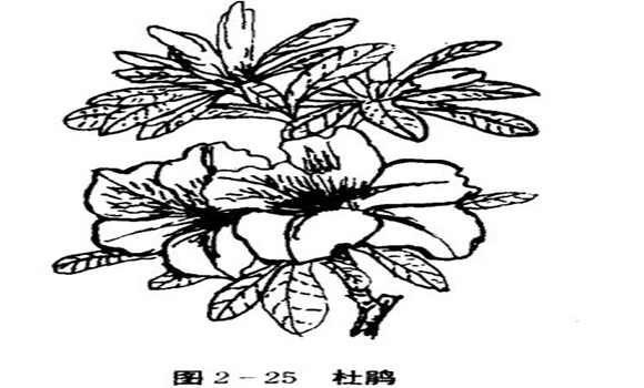 怎樣養(yǎng)杜鵑花，杜鵑花怎么養(yǎng)
