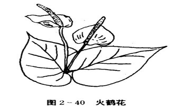 火鶴花怎么養(yǎng)，怎么養(yǎng)火鶴花效果好