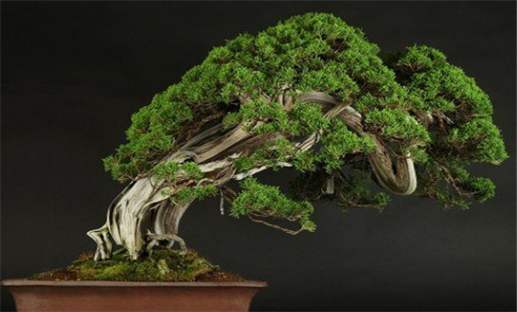 盆景換土時間、年限、根系處理等方法