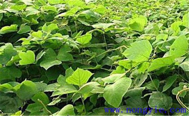 種植葛根的經濟效益