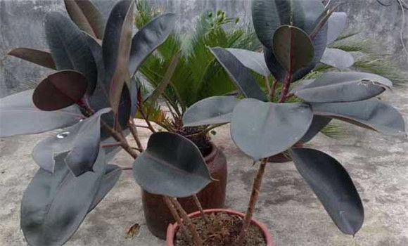 盆栽橡皮樹怎么養(yǎng)？