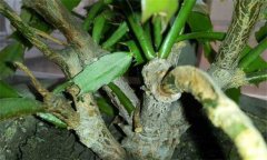 盆栽蟹爪蘭用什么土 盆栽蟹爪蘭怎么養(yǎng)？