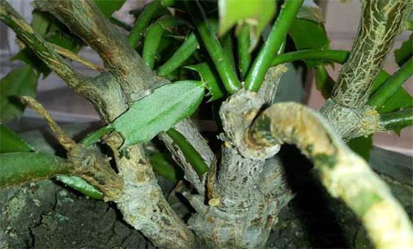 盆栽蟹爪蘭怎么養(yǎng)？