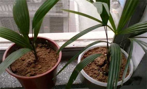 盆栽棕櫚樹怎么養(yǎng)？