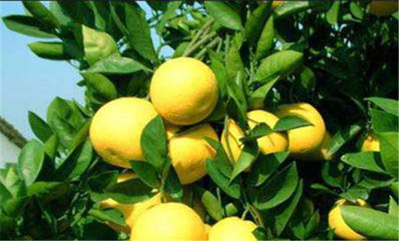 胡柚有哪些常見(jiàn)病蟲(chóng)害？