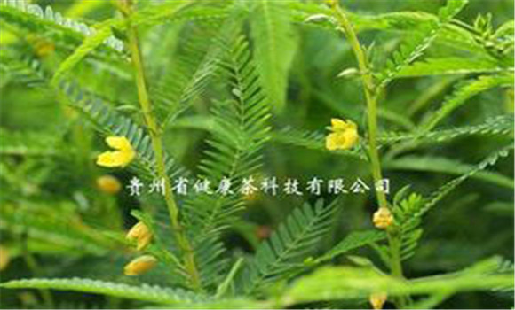 扁豆草栽培技術(shù)，它有何生長習(xí)性