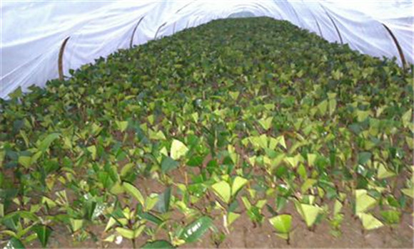 什么時(shí)候扦插桂花最佳?