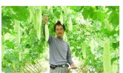 怎樣種植苦瓜，苦瓜種植方法與技術(shù)要點(diǎn)