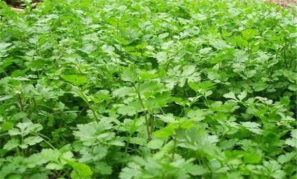 怎樣種芫荽，種芫荽的方法