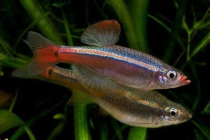 白云金絲魚(yú)