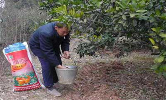 種植柑橘有哪些施肥方法？