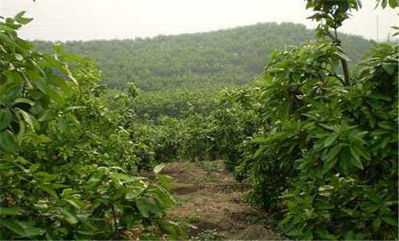 六月份紅肉蜜柚怎么管理？