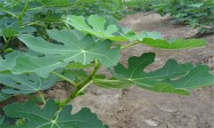 無花果的成熟時間 無花果什么時候成熟?