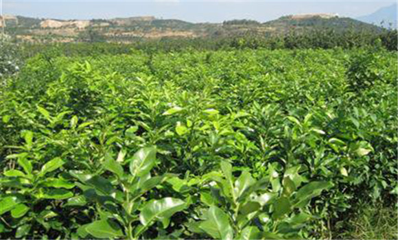 蜜柚春季怎么樣管理好？