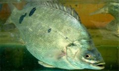 石斑魚是淡水魚嗎？石斑魚有哪些種類？