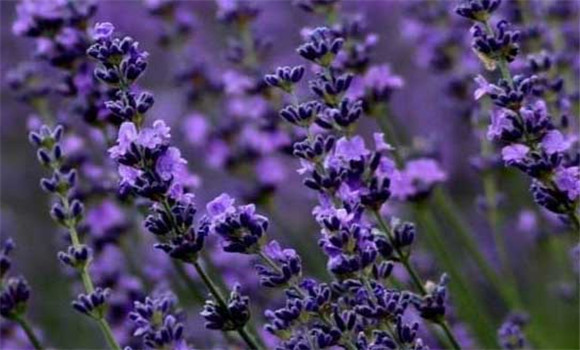 盆栽薰衣草怎么養(yǎng)？