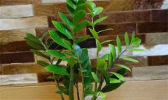 盆栽金錢樹怎么養(yǎng)？