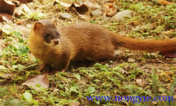 黃鼠狼是國家保護(hù)動物嗎？