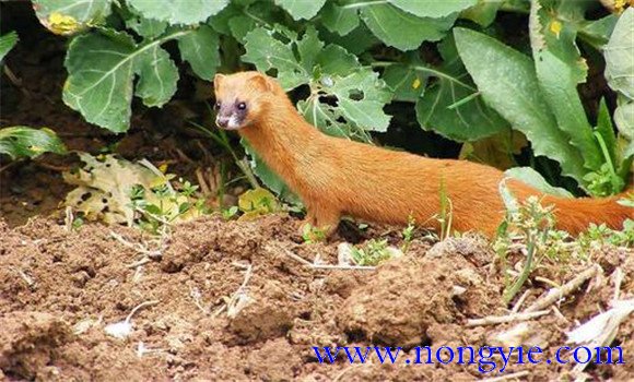 黃鼠狼對人類有害嗎？