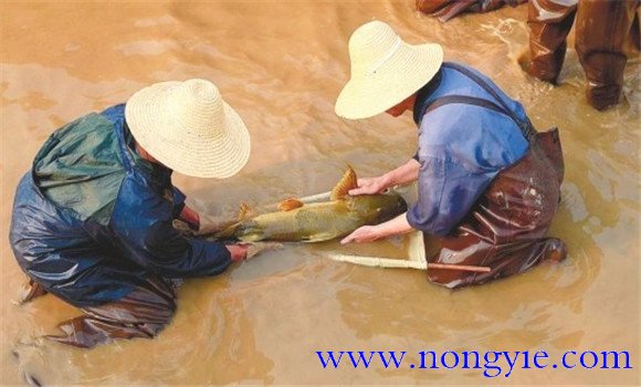 魚(yú)類人工繁殖過(guò)程包括哪些