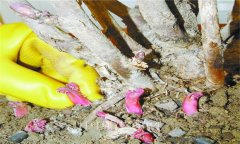 牡丹花的種植方法，牡丹花的種植和養(yǎng)護要領