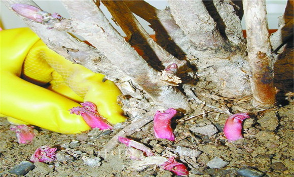 牡丹花的種植方法，牡丹花的種植和養(yǎng)護(hù)要領(lǐng)