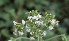 甜葉菊的扦插，甜葉菊扦插育苗技術(shù)