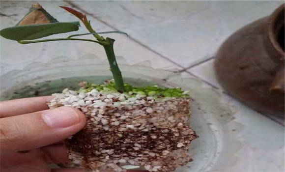 月季花的扦插方法，月季扦插苗假植方法