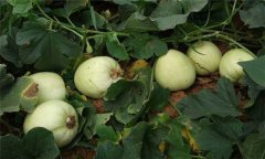 大棚白蘭瓜栽培技術(shù)要點