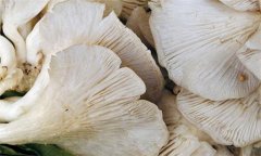 鳳尾菇如何做好吃，鳳尾菇的家常做法